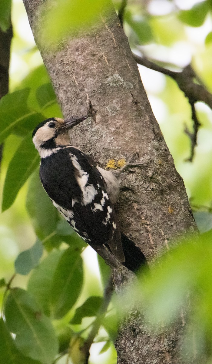 Syrian Woodpecker - ML592020101