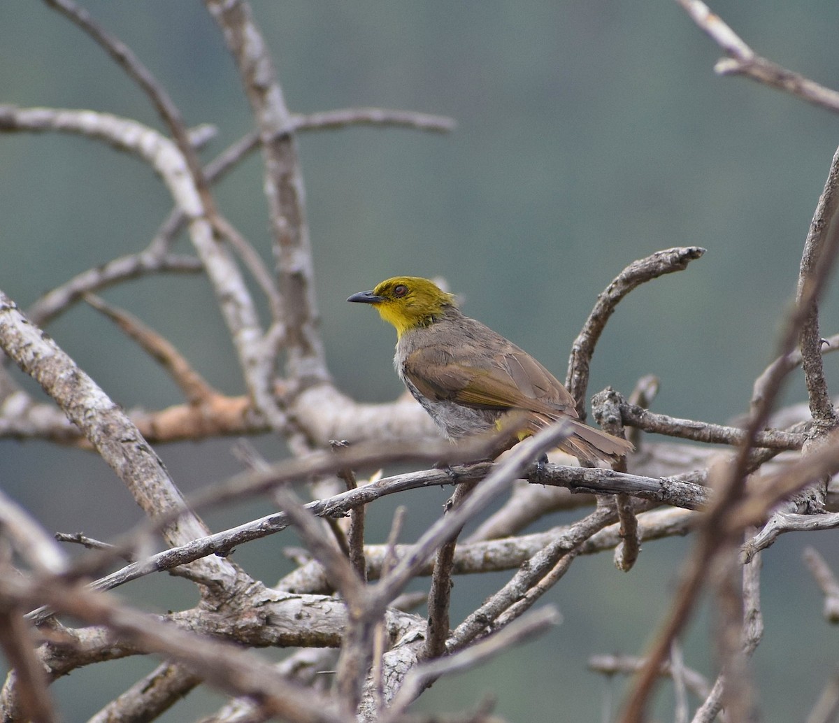 Yellow-throated Bulbul - Anand Birdlife