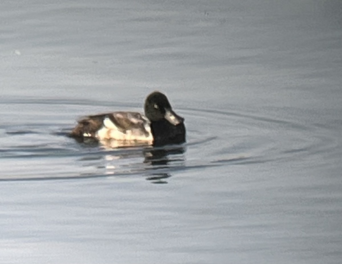 Greater Scaup - ML592026291