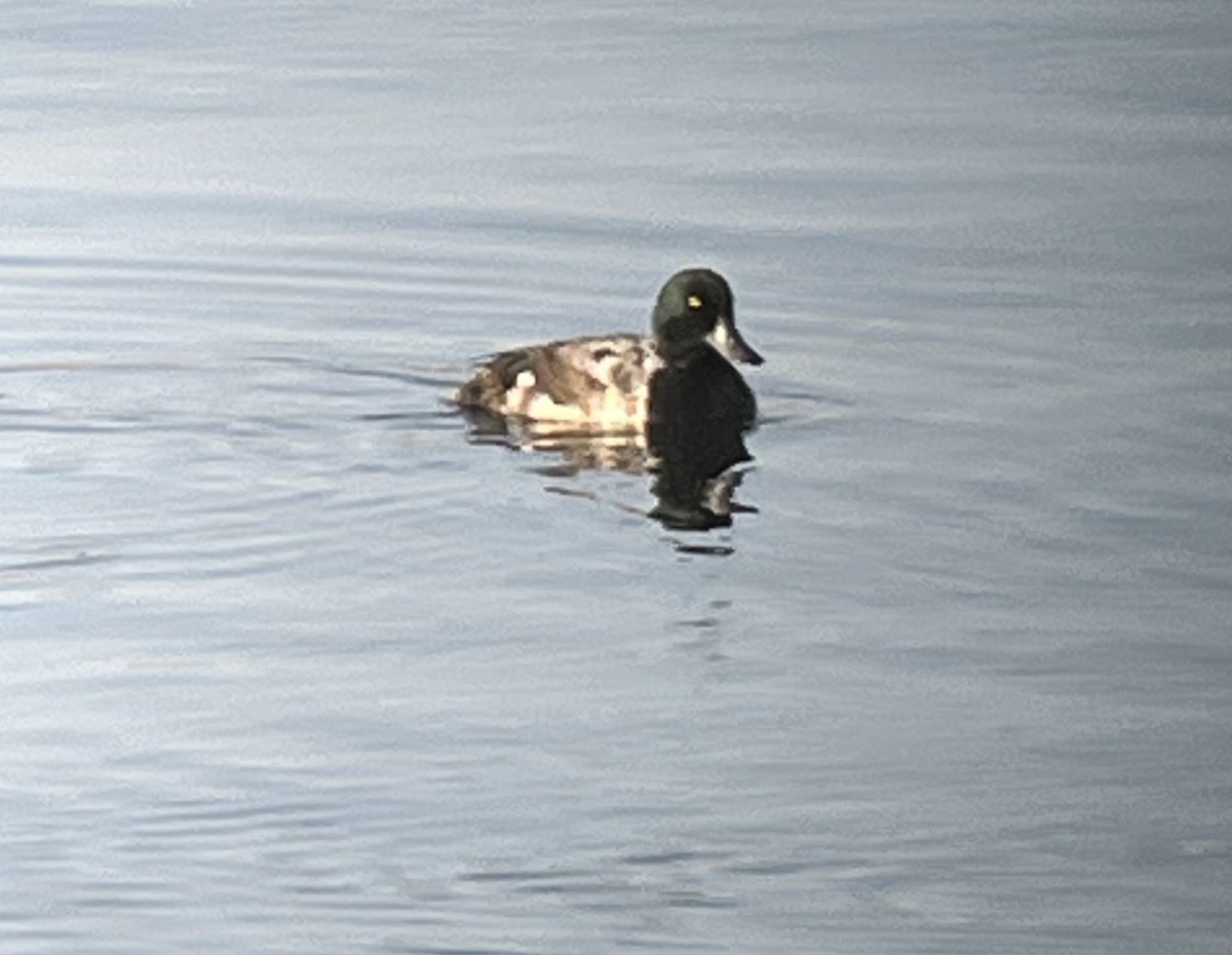 Greater Scaup - ML592026301