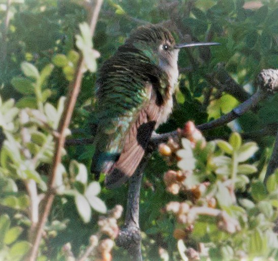 Broad-billed Hummingbird - ML59202721