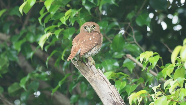 Ferruginous Pygmy-Owl - ML592029471