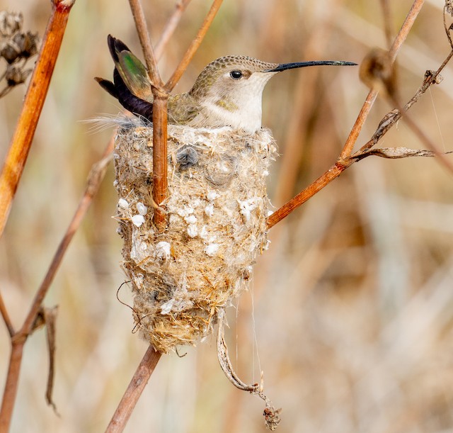 Oasis Hummingbird - eBird