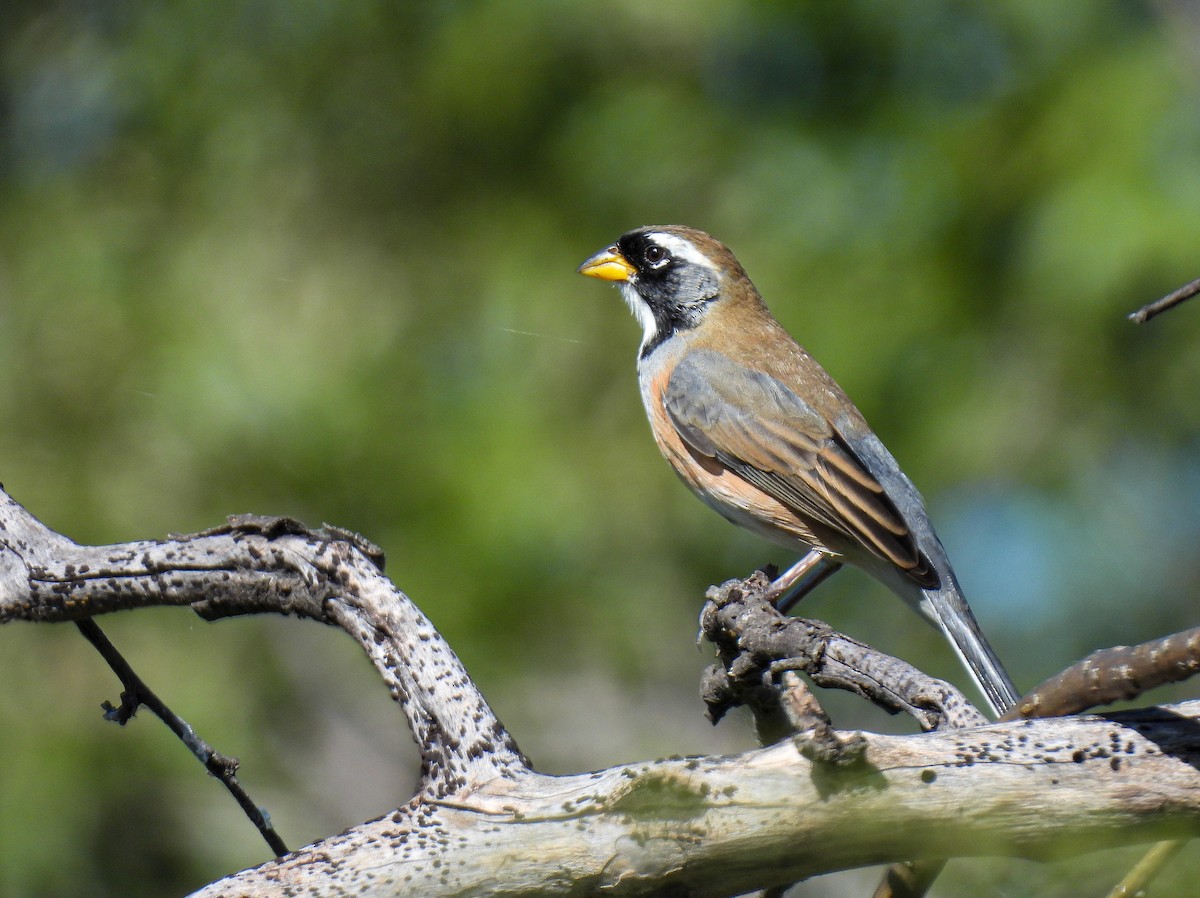 Many-colored Chaco Finch - Selene Davey