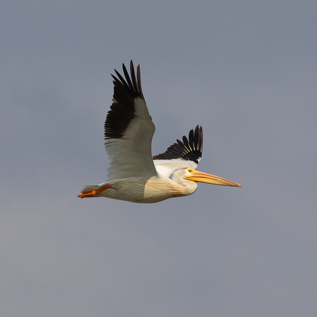 pelikán severoamerický - ML592031811