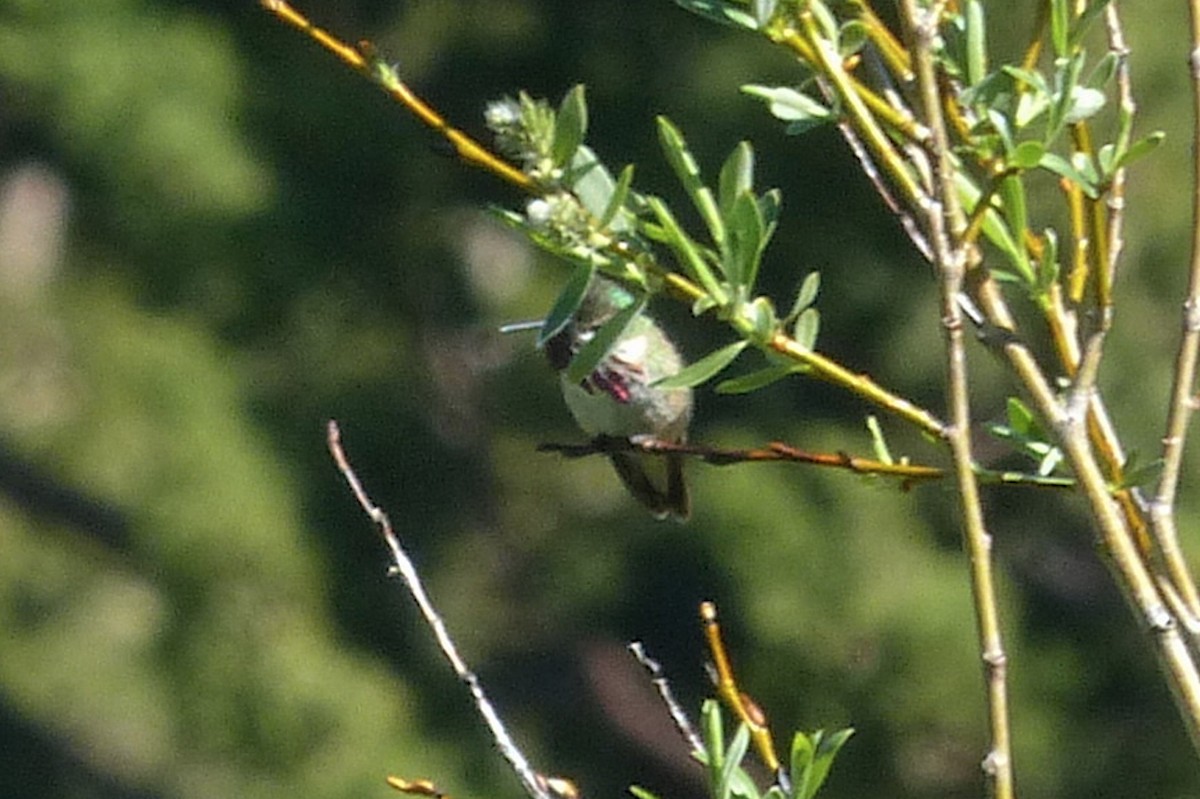 Ebird Checklist Jul Disaster Creek Meadow Species