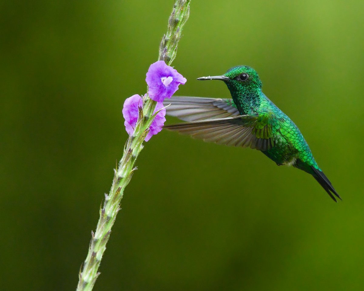 kolibřík zahradní - ML592033781