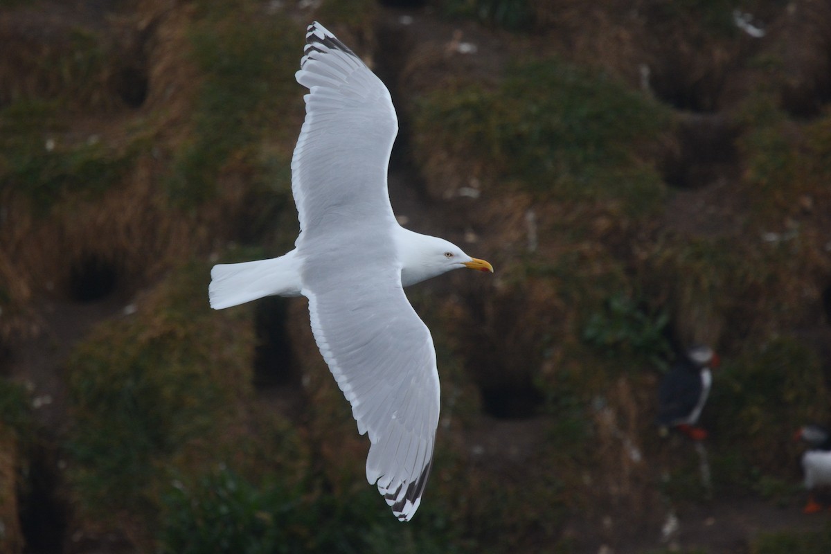 Herring Gull (European) - Braden Judson