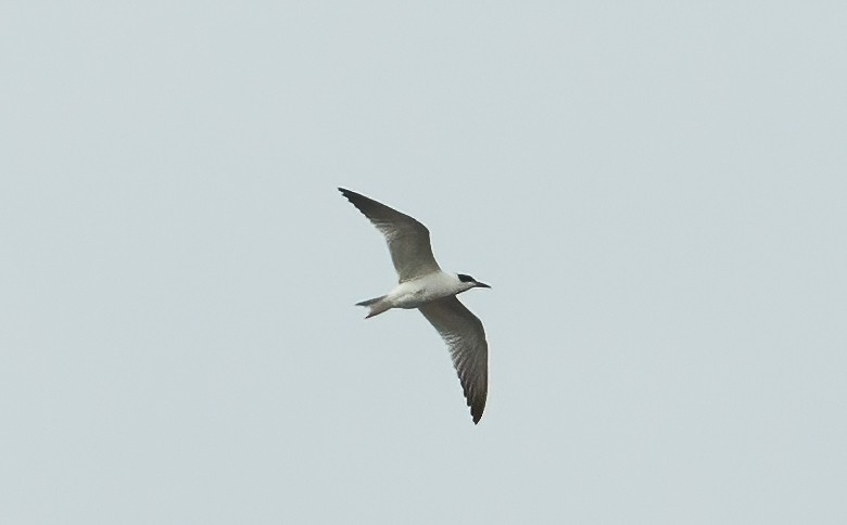 Australian Tern - ML592037061