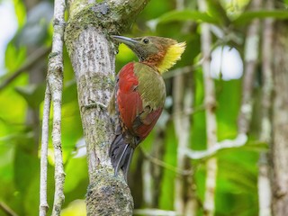  - Checker-throated Woodpecker