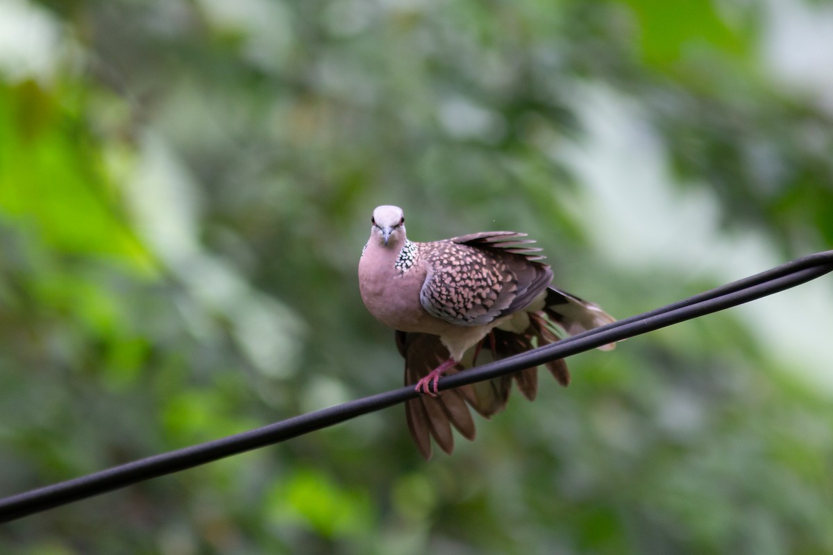 Spotted Dove (Western) - ML592040421