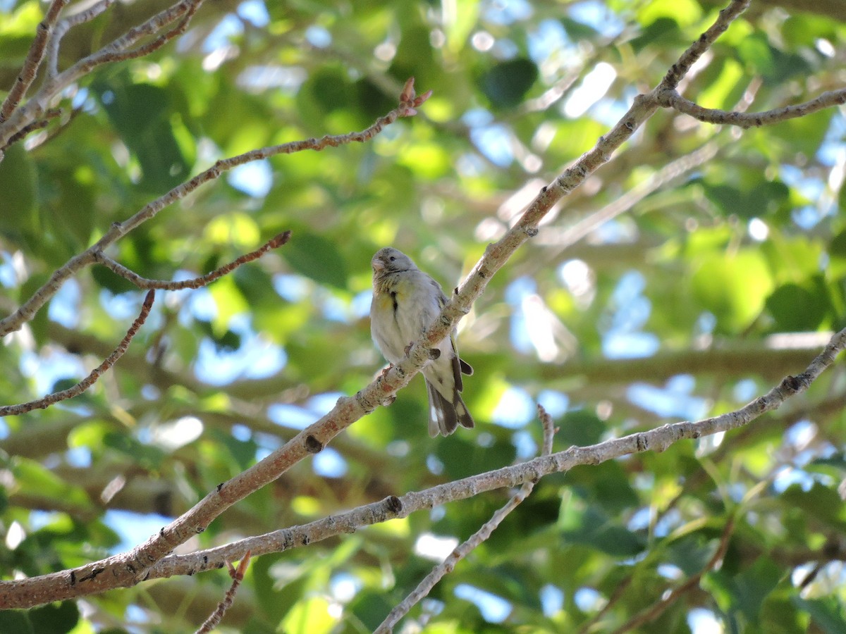 Lawrence's Goldfinch - ML59204121