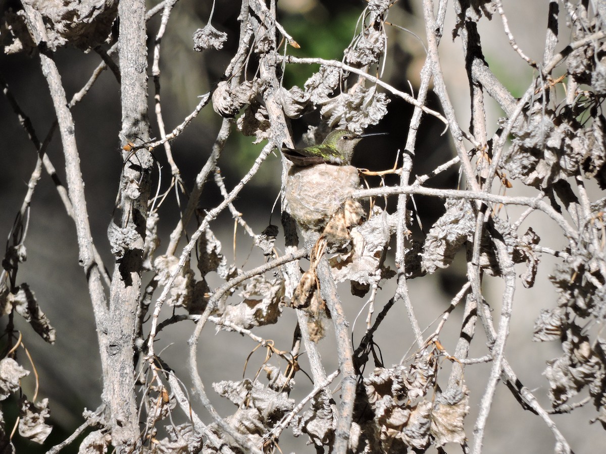 Costa's Hummingbird - ML59204181