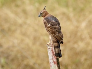  - Wallace's Hawk-Eagle