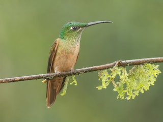  - Fawn-breasted Brilliant