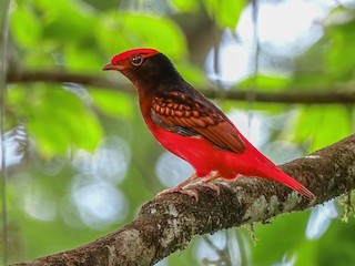  - Guianan Red-Cotinga