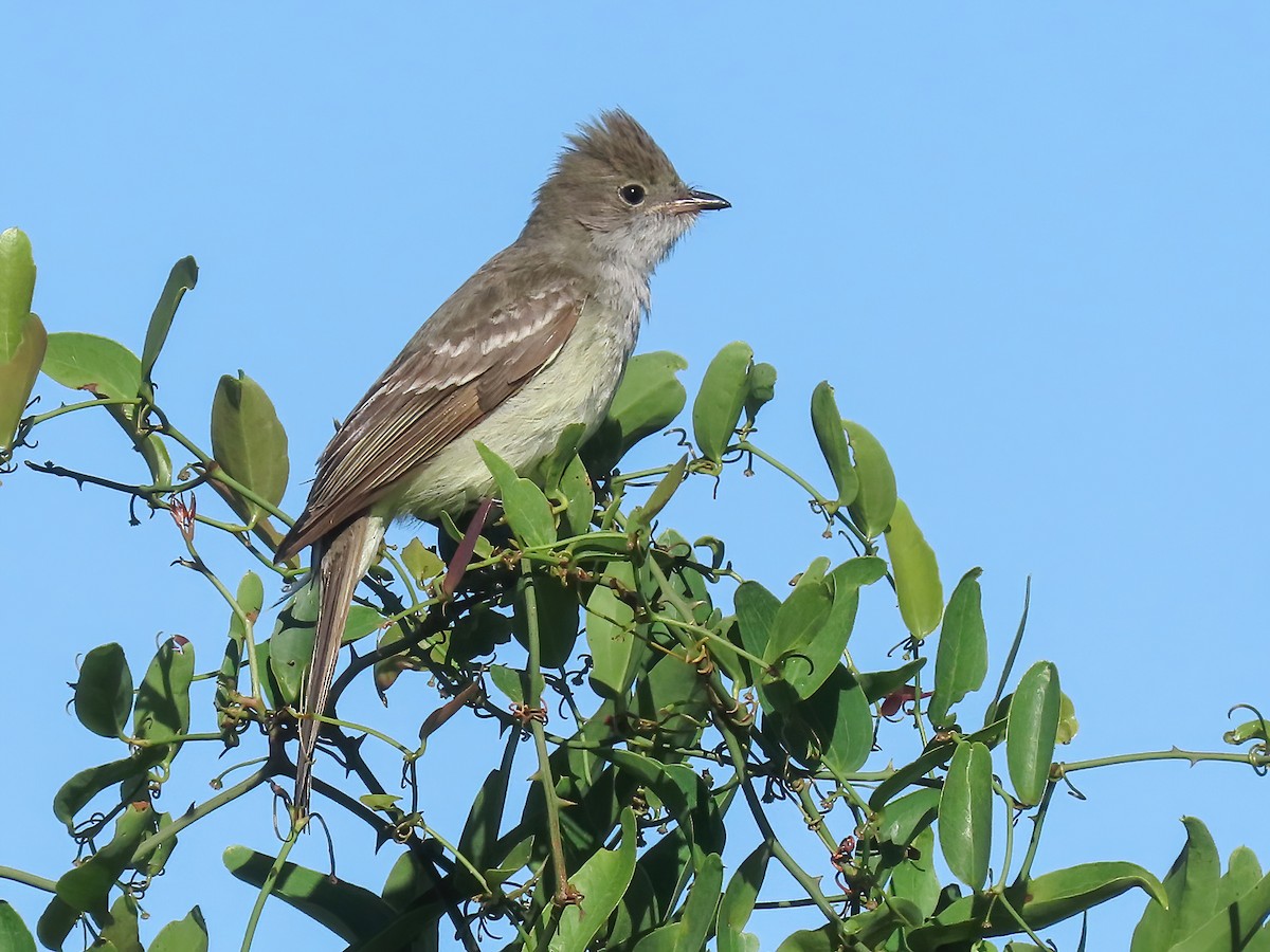 Large Elaenia - Elaenia spectabilis - Birds of the World