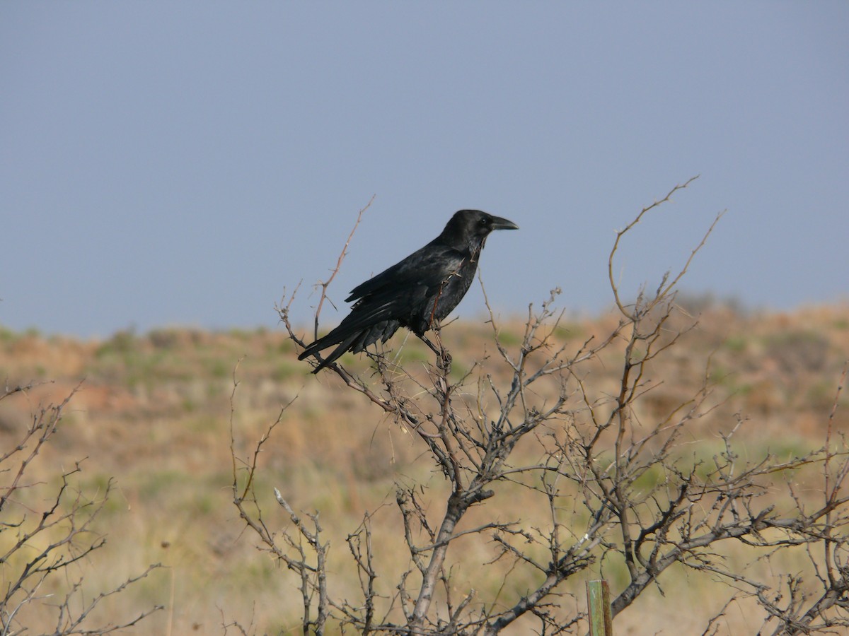 Chihuahuan Raven - ML592046721