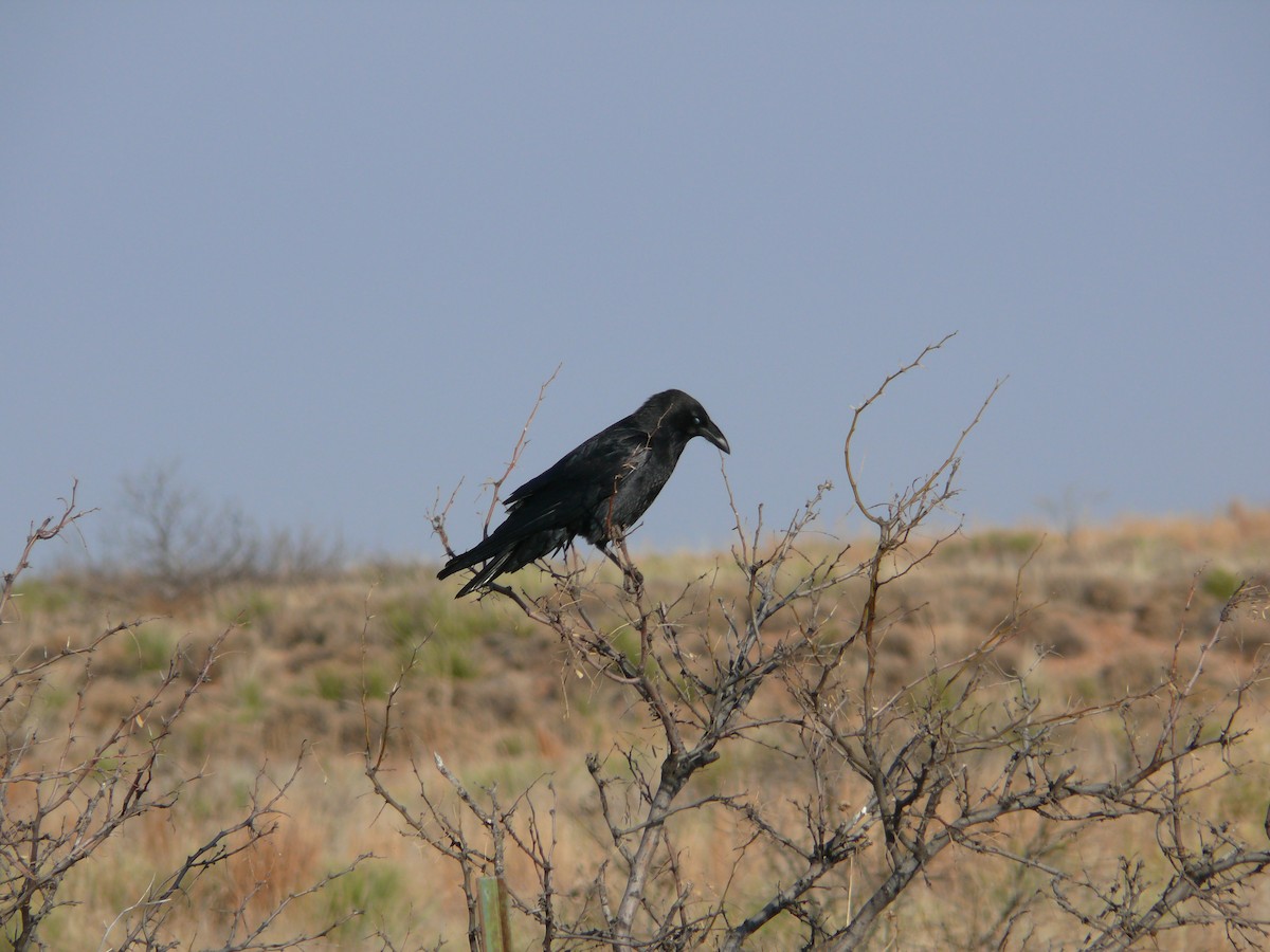 Chihuahuan Raven - ML592046731