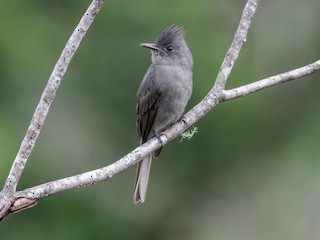  - Smoke-colored Pewee