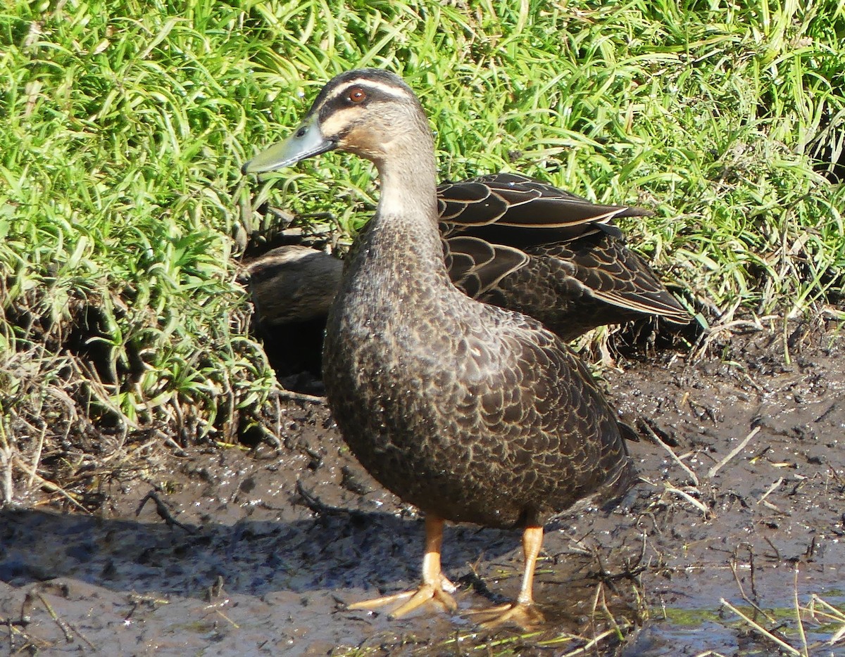 Pacific Black Duck - ML592047581