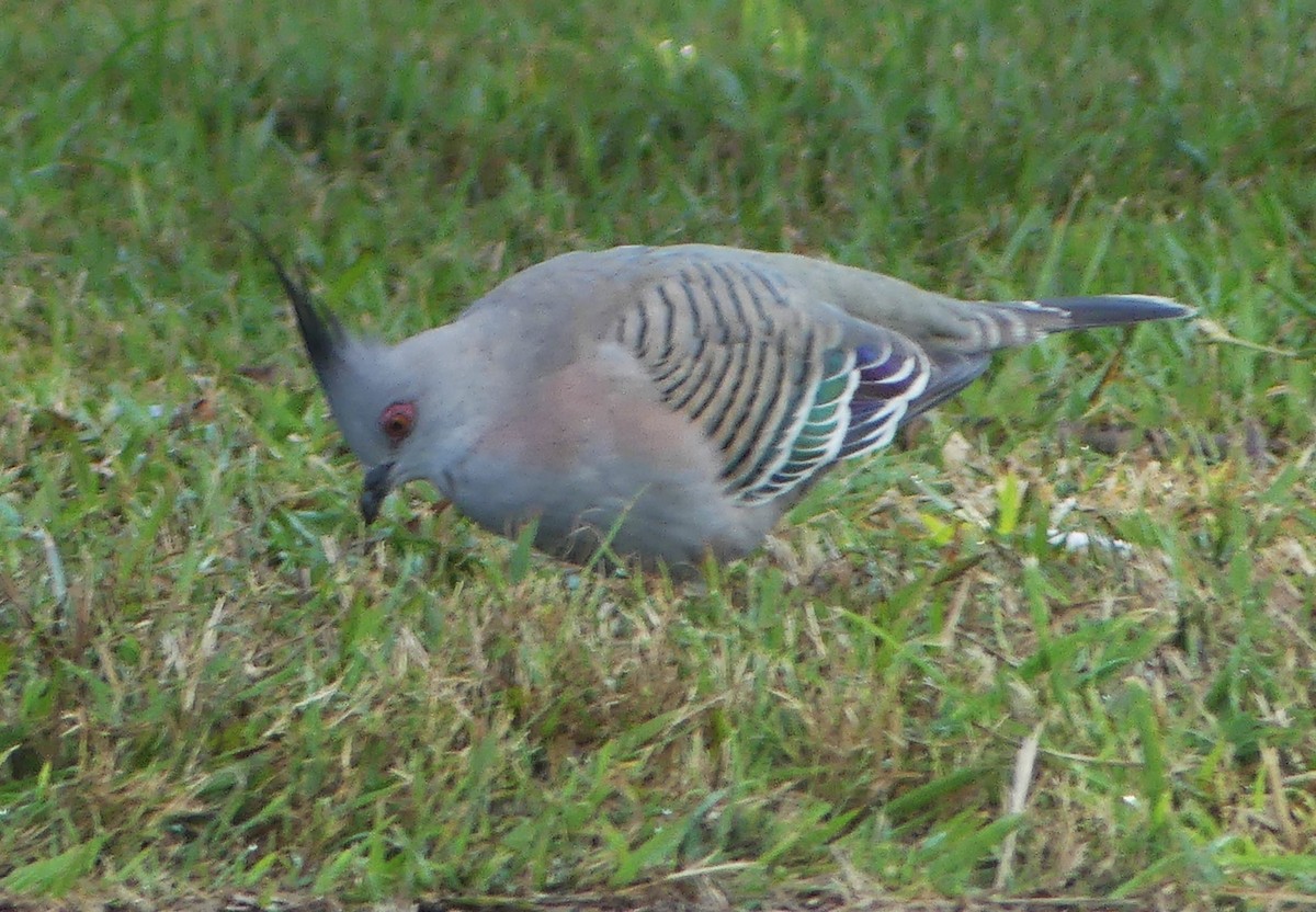 Crested Pigeon - ML592047911