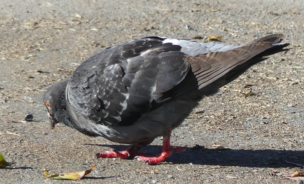 Rock Pigeon (Feral Pigeon) - ML592048341