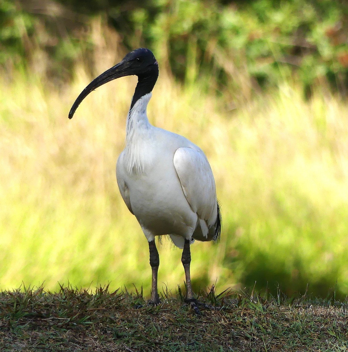 ibis australský - ML592048441