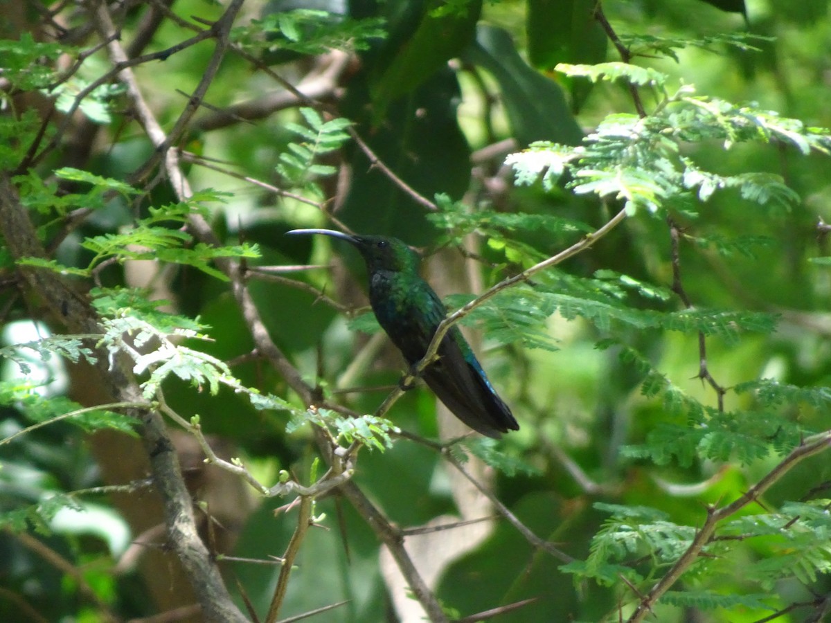 Зеленогрудый колибри - ML592048511
