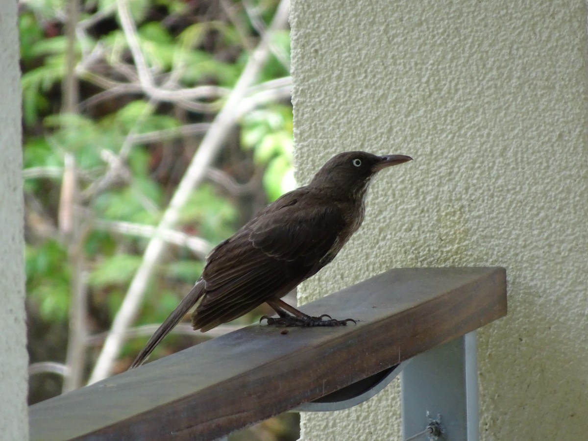 Pearly-eyed Thrasher - Anonymous