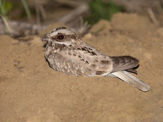  - White-winged Nightjar