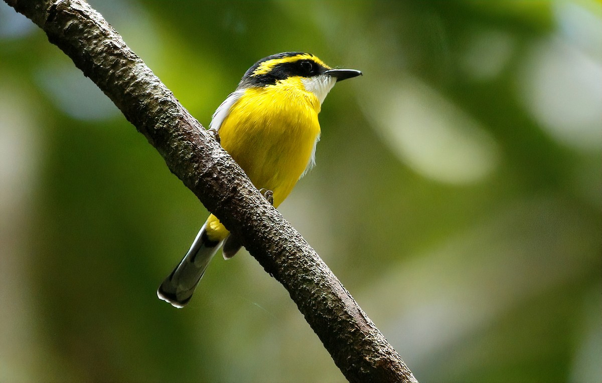 Yellow-breasted Boatbill - ML592050251