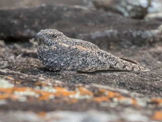  - Pygmy Nightjar