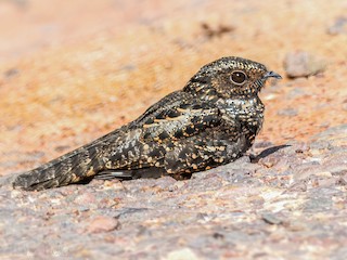  - Blackish Nightjar