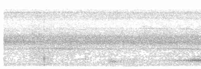 Белокрылая сорока (aterrimus) - ML592052701