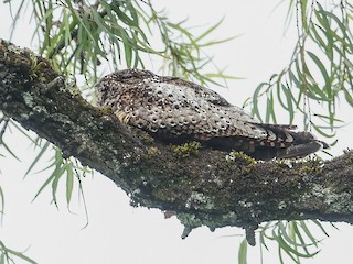  - Rufous-bellied Nighthawk