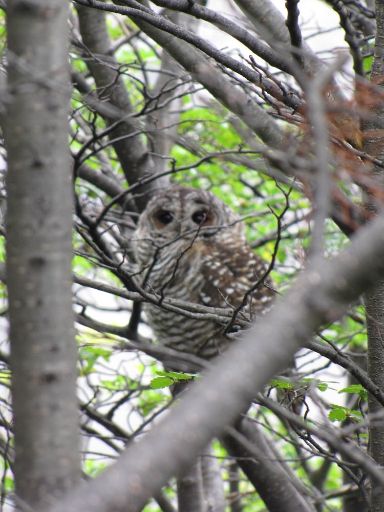 Rufous-legged Owl - ML592053661