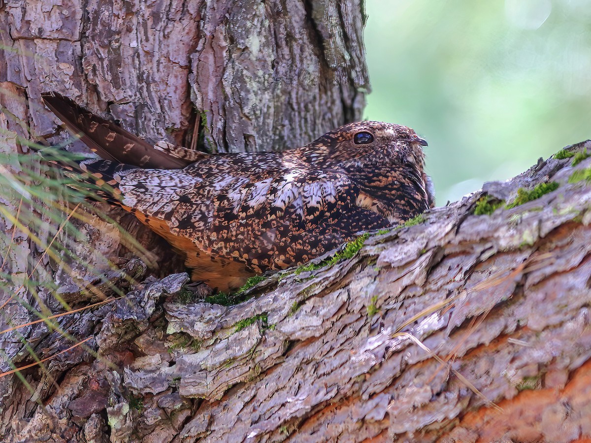 Short-tailed Nighthawk - Lurocalis semitorquatus - Birds of the World