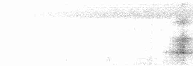 Белокрылая сорока (aterrimus) - ML592054961