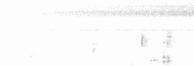 Белокрылая сорока (aterrimus) - ML592054971
