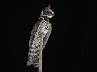  - Great Eared-Nightjar