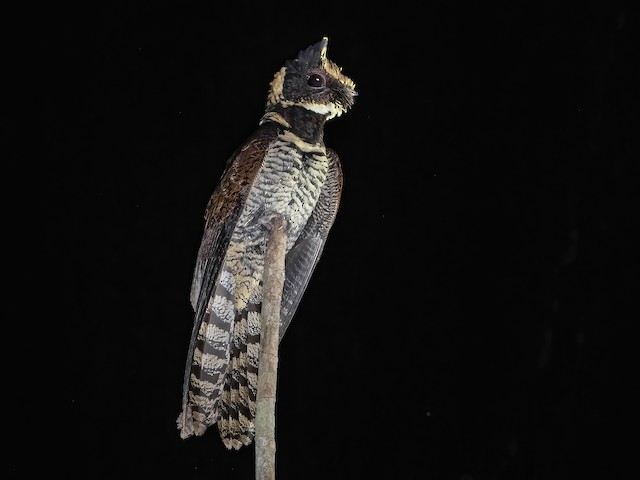 Photos - Great Eared-Nightjar - Lyncornis macrotis - Birds of the