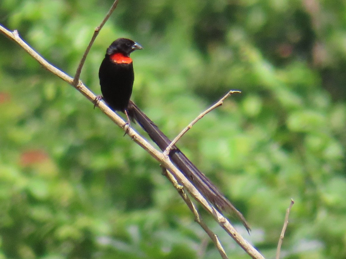 Red-collared Widowbird - ML592060991