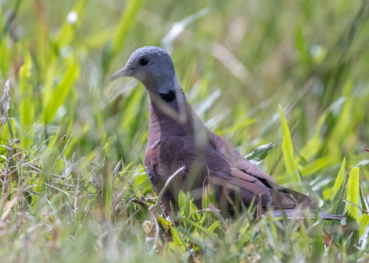 Red Collared-Dove - ML592061011