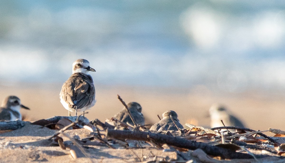 Greater Sand-Plover - Ethan Grills