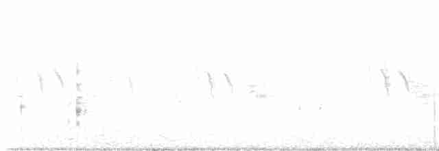 Білозорка фіолетова - ML592065181
