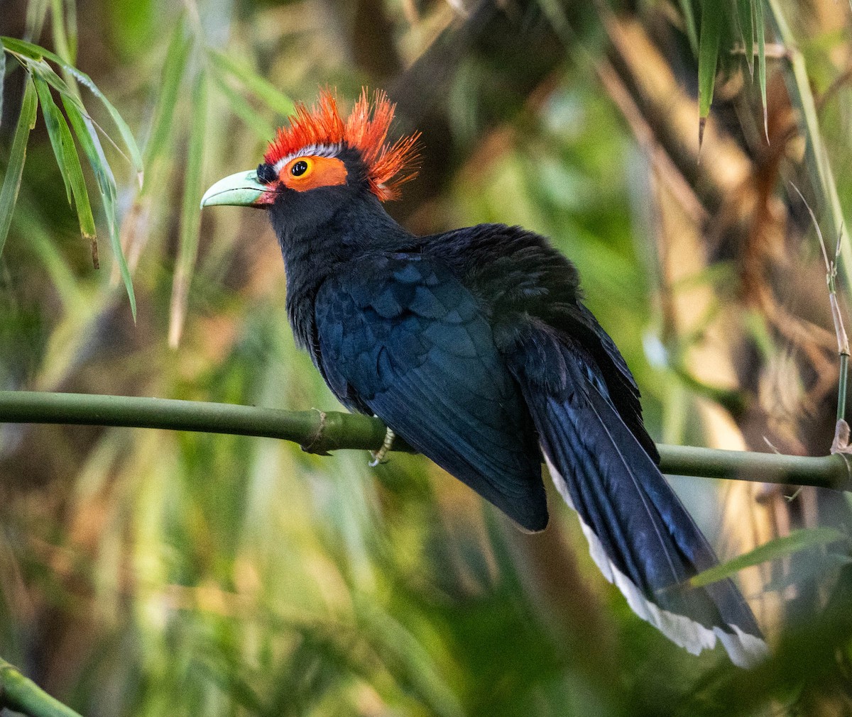 Red-crested Malkoha - ML592065591