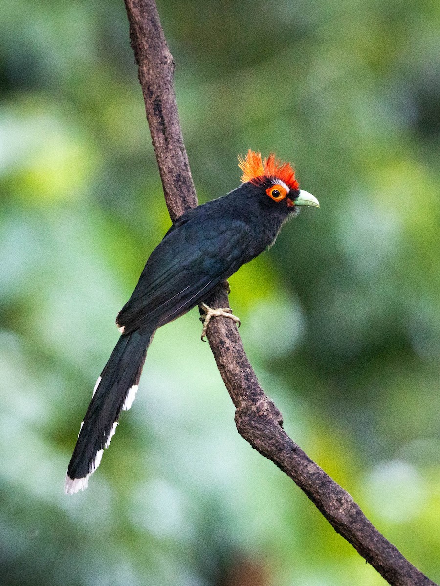 Red-crested Malkoha - ML592065601
