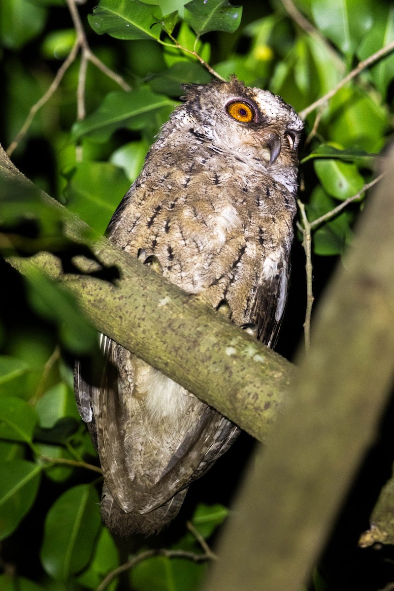 Philippine Scops-Owl - ML592065711