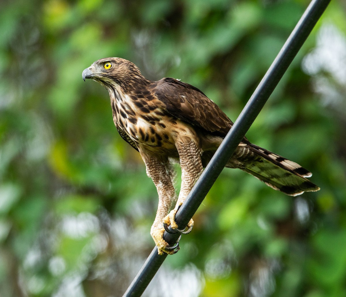 Philippine Hawk-Eagle - ML592066231